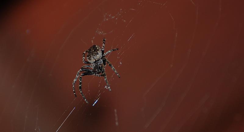 Spinne.jpg