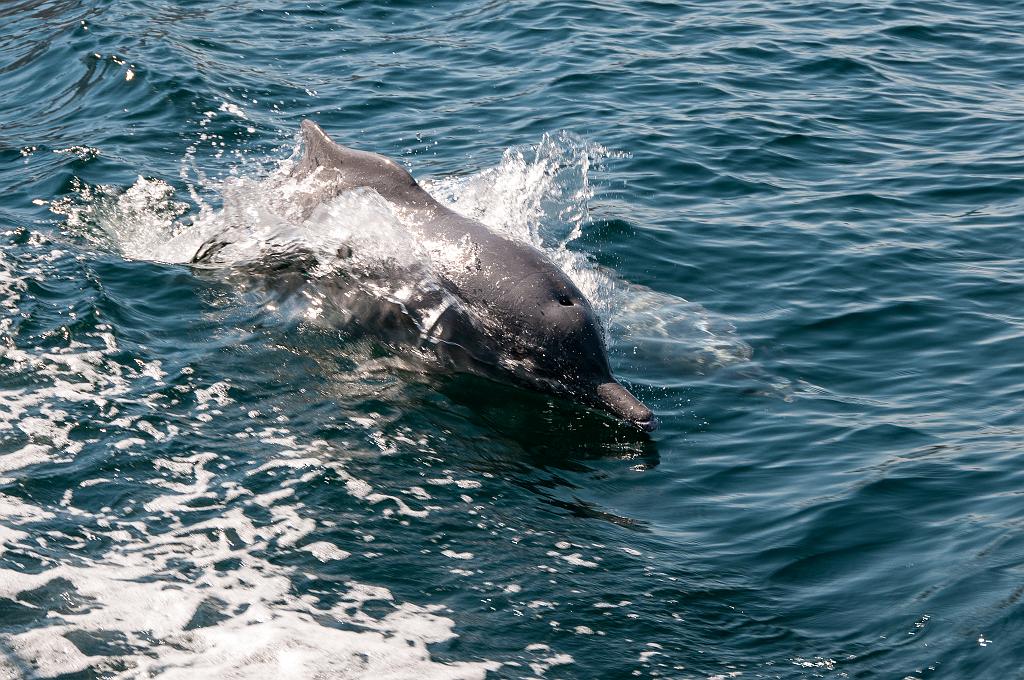 Dubai_132.jpg - (C) Peter Graefling 2012