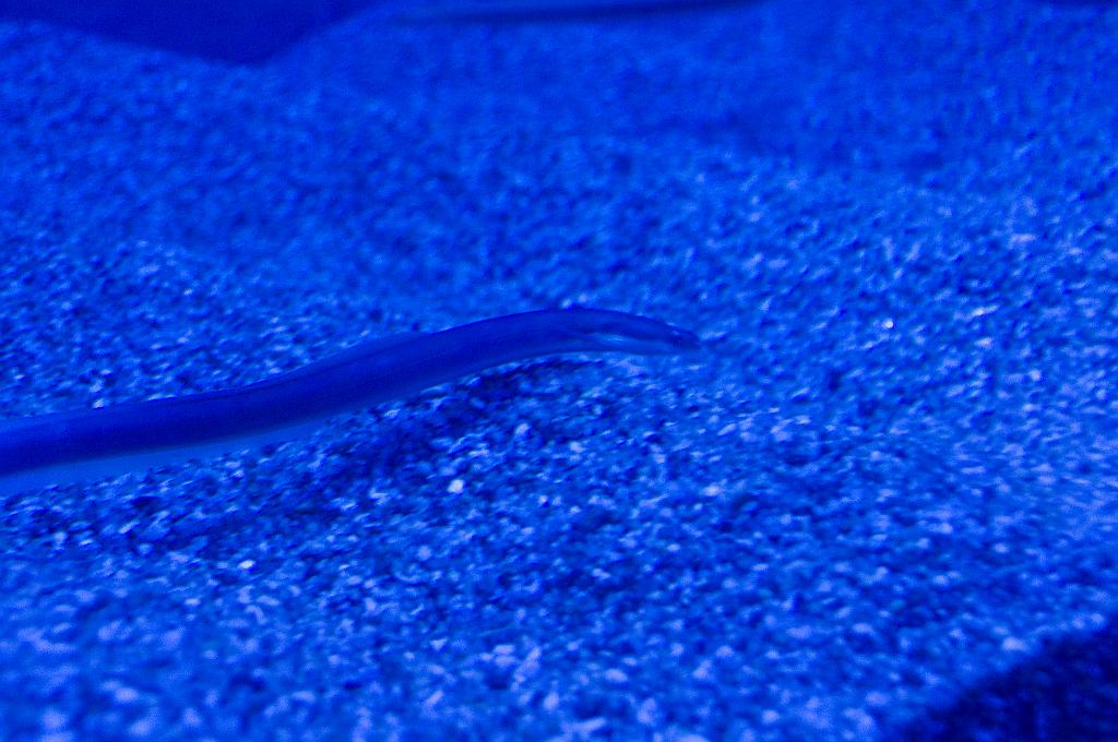 Mallorca_073.jpg - (C) Peter Graefling 2010