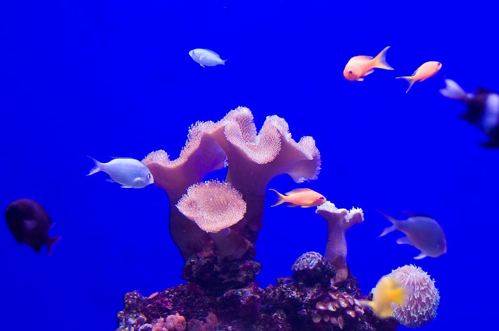 Mallorca_080.jpg - (C) Peter Graefling 2010