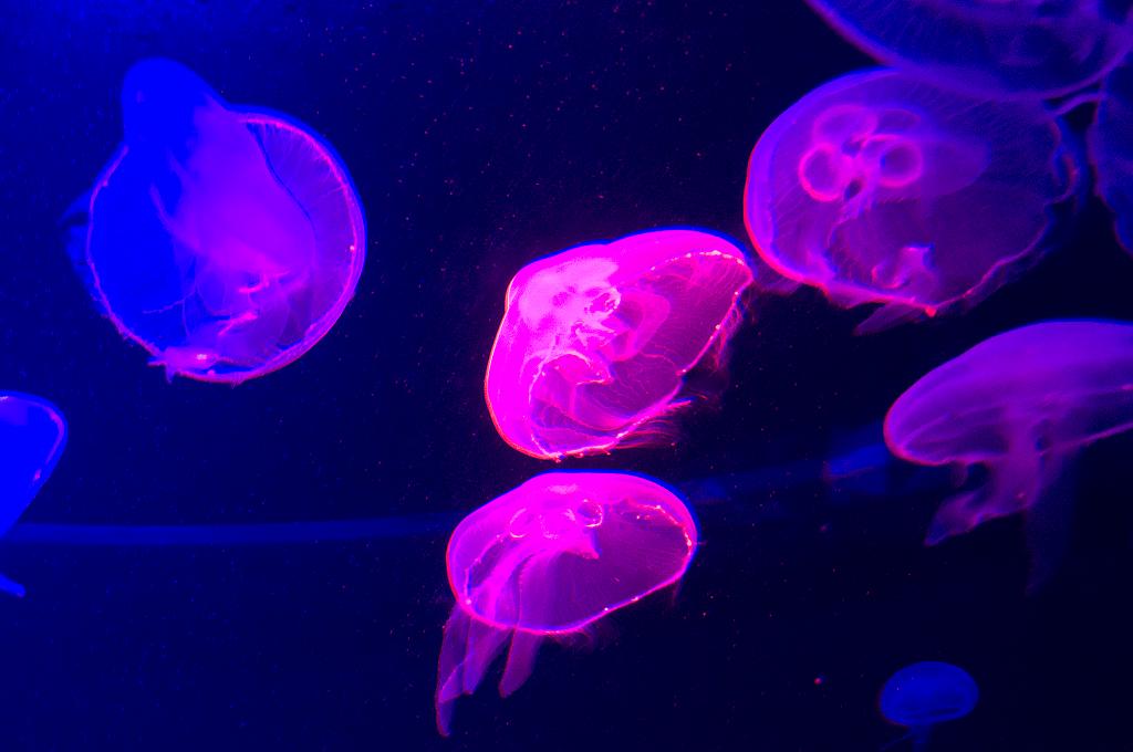 Mallorca_100.jpg - (C) Peter Graefling 2010