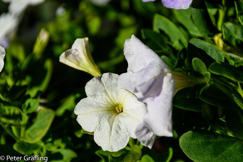 Marokko_184.jpg - www.graefling.at