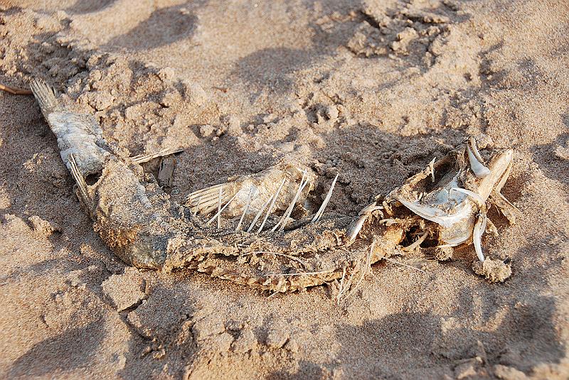 Petersburg_0277.JPG - (C)Peter Graefling 2008