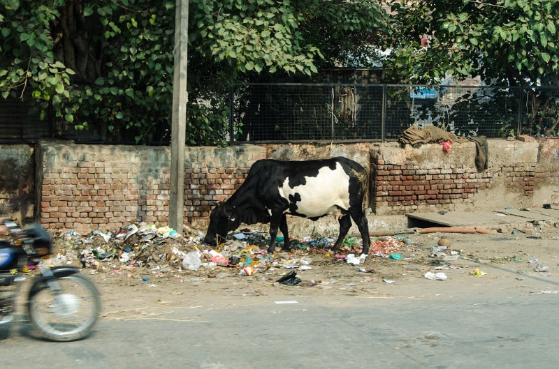 Indien_076.jpg - (C) Peter Graefling 2012