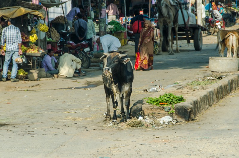 Indien_099.jpg - (C) Peter Graefling 2012