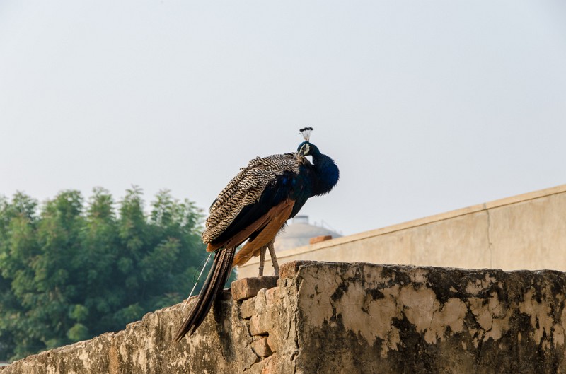 Indien_139.jpg - (C) Peter Graefling 2012