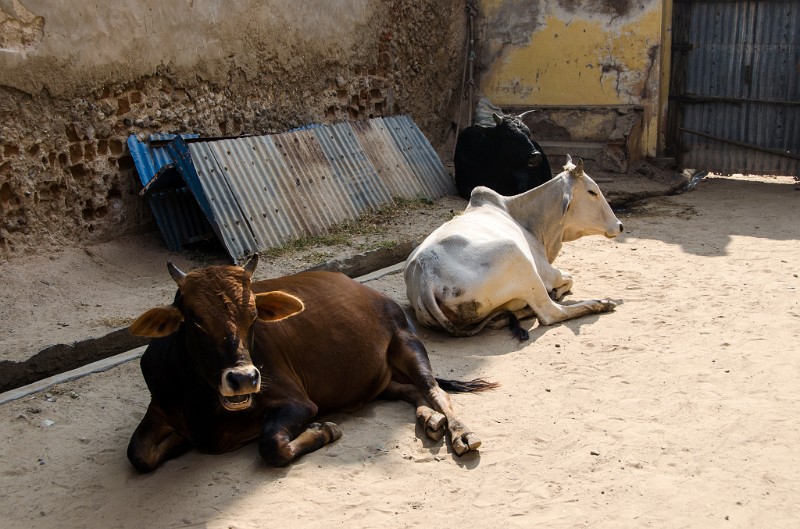 Indien_170.jpg - (C) Peter Graefling 2012