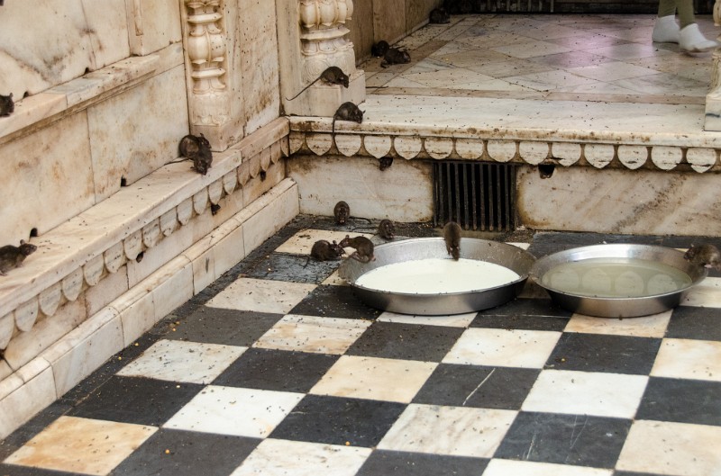 Indien_233.jpg - (C) Peter Graefling 2012