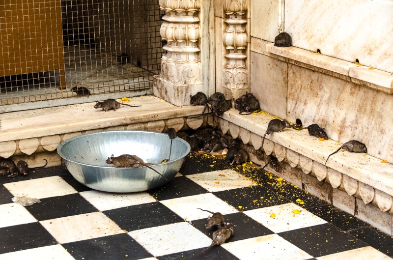 Indien_234.jpg - (C) Peter Graefling 2012