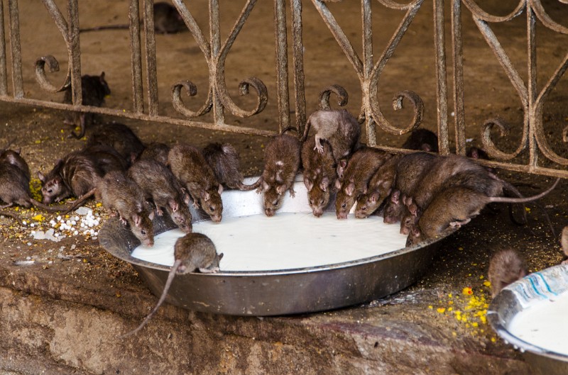 Indien_235.jpg - (C) Peter Graefling 2012