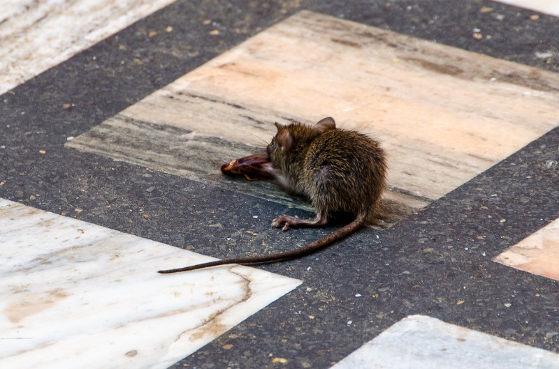 Indien_237.jpg - (C) Peter Graefling 2012