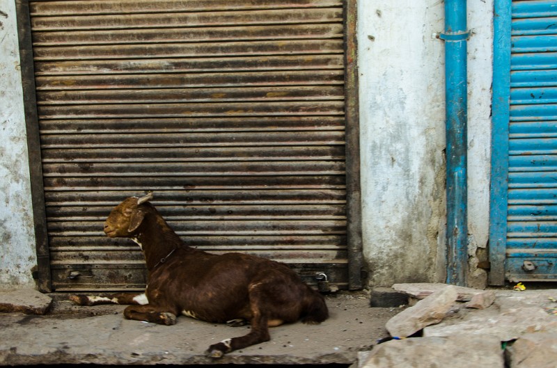 Indien_269.jpg - (C) Peter Graefling 2012