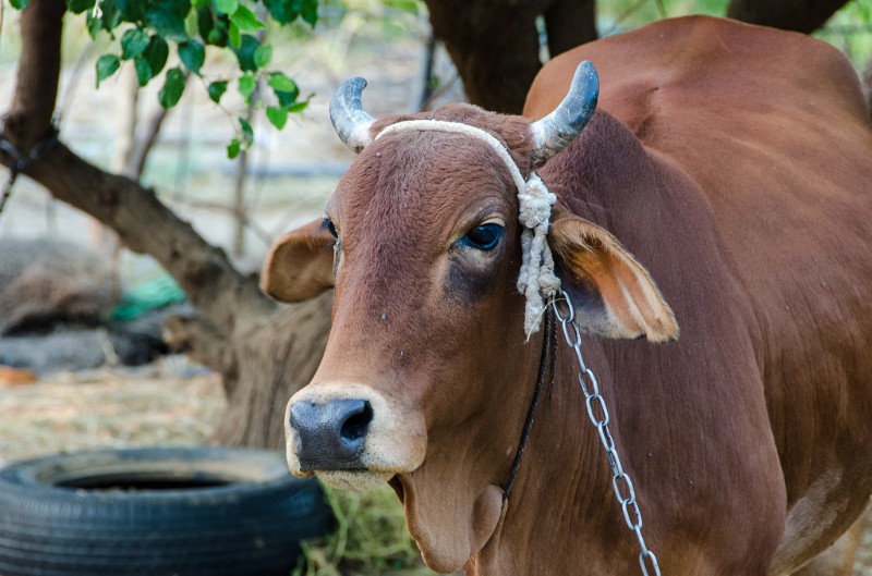 Indien_286.jpg - (C) Peter Graefling 2012