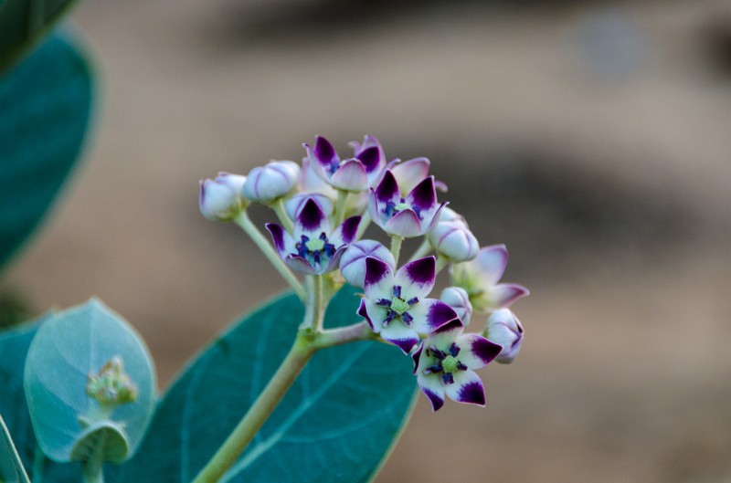 Indien_288.jpg - (C) Peter Graefling 2012