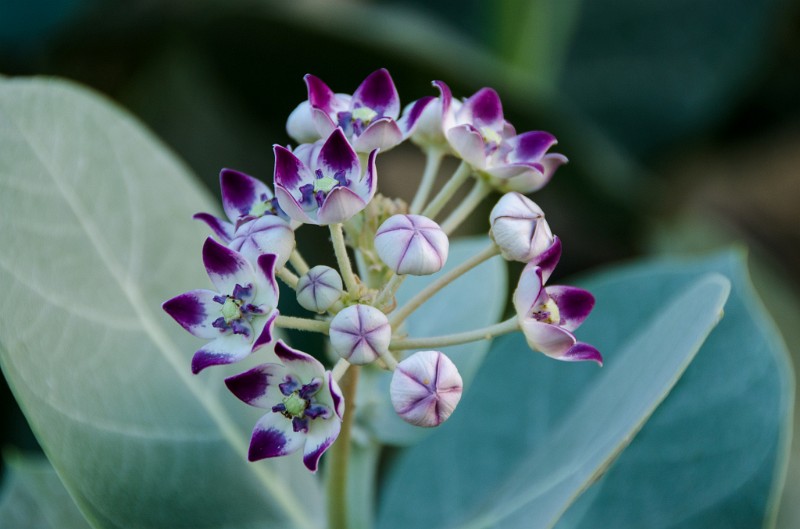 Indien_289.jpg - (C) Peter Graefling 2012