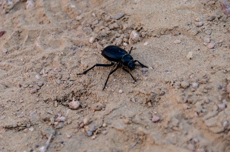 Indien_290.jpg - (C) Peter Graefling 2012