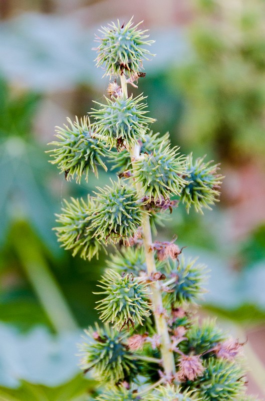 Indien_293.jpg - (C) Peter Graefling 2012