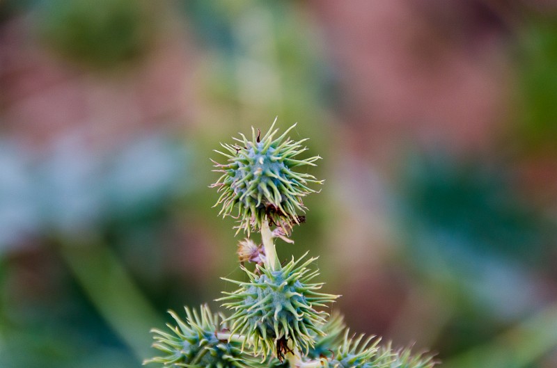 Indien_294.jpg - (C) Peter Graefling 2012