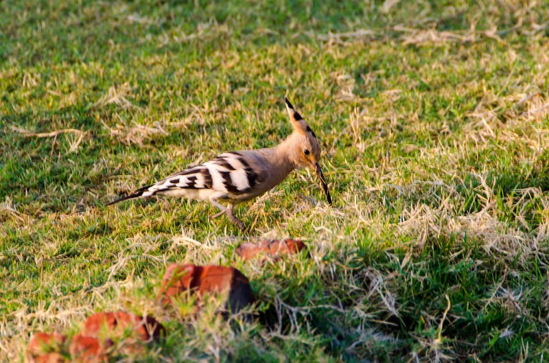 Indien_316.jpg - (C) Peter Graefling 2012