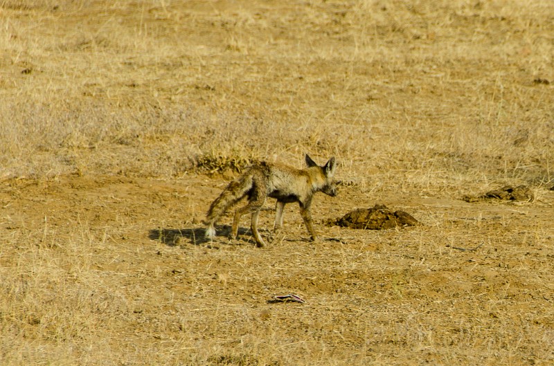 Indien_318.jpg - (C) Peter Graefling 2012