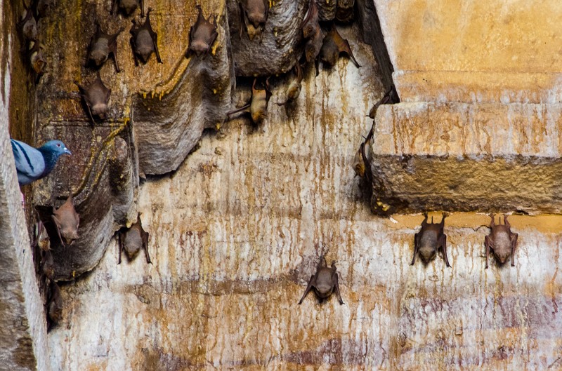 Indien_338.jpg - (C) Peter Graefling 2012