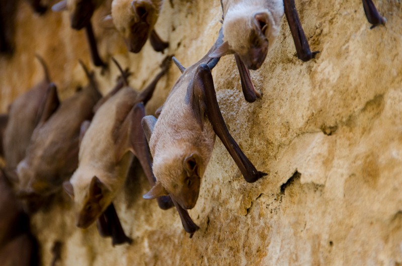 Indien_354.jpg - (C) Peter Graefling 2012