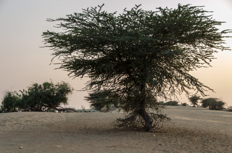 Indien_414.jpg - (C) Peter Graefling 2012