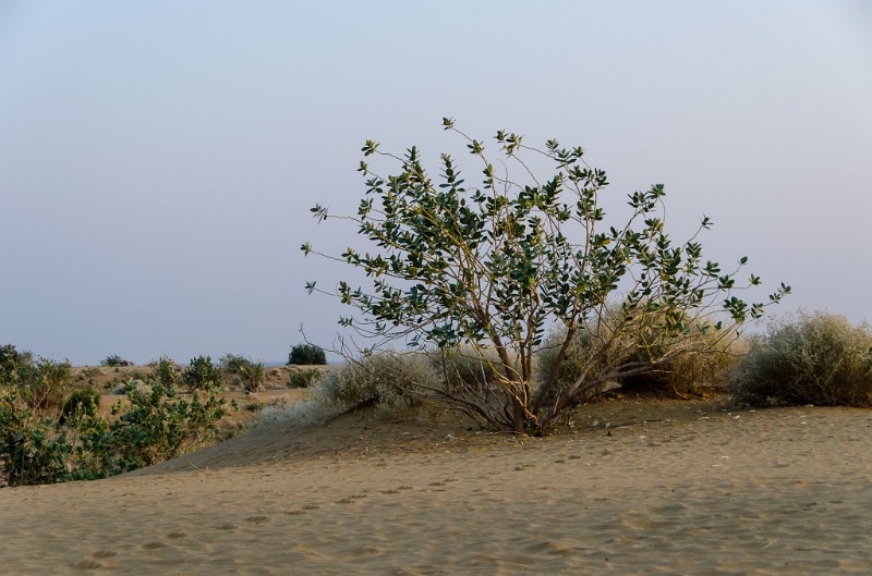 Indien_415.jpg - (C) Peter Graefling 2012