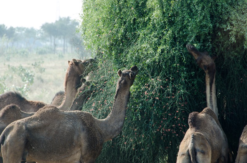 Indien_427.jpg - (C) Peter Graefling 2012