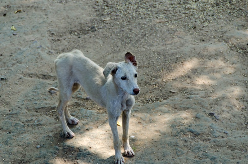 Indien_438.jpg - (C) Peter Graefling 2012