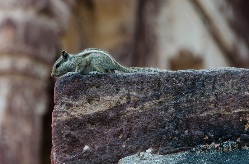 Indien_448.jpg - (C) Peter Graefling 2012