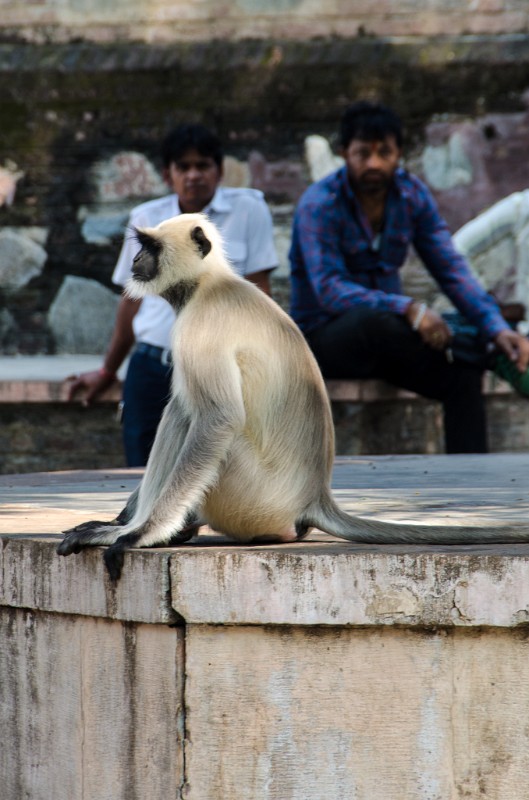 Indien_483.jpg - (C) Peter Graefling 2012