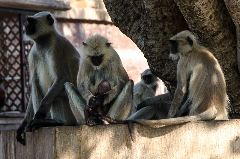 Indien_484.jpg - (C) Peter Graefling 2012