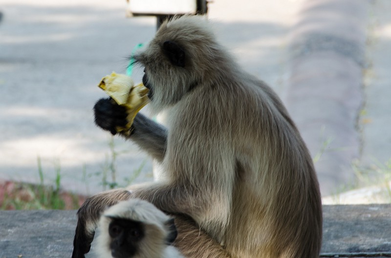 Indien_485.jpg - (C) Peter Graefling 2012