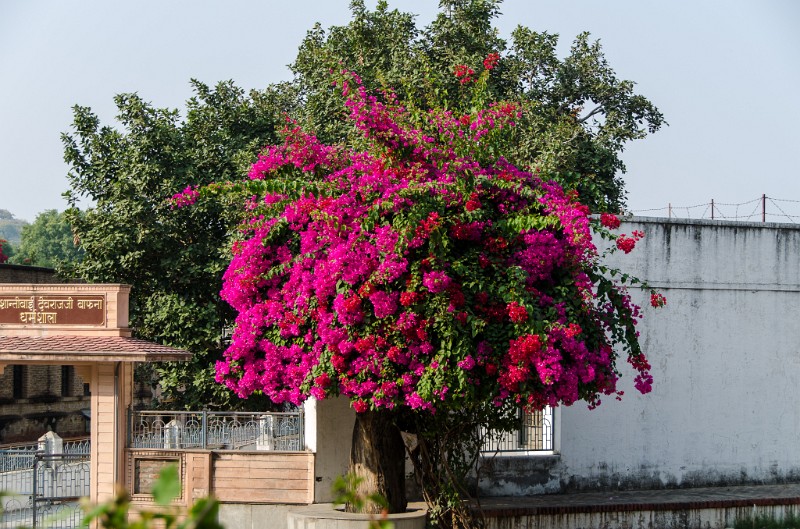 Indien_501.jpg - (C) Peter Graefling 2012