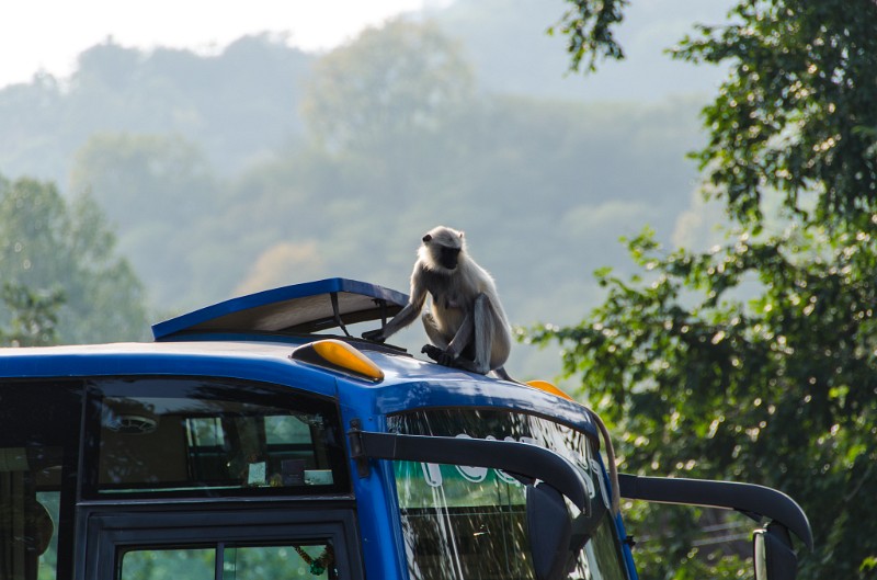 Indien_503.jpg - (C) Peter Graefling 2012