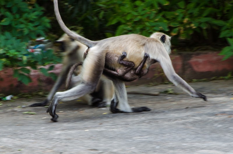 Indien_504.jpg - (C) Peter Graefling 2012