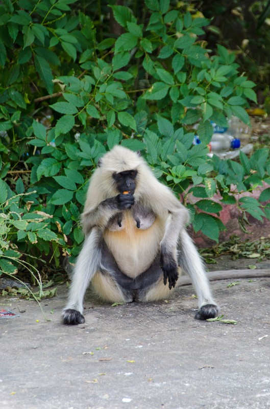 Indien_505.jpg - (C) Peter Graefling 2012