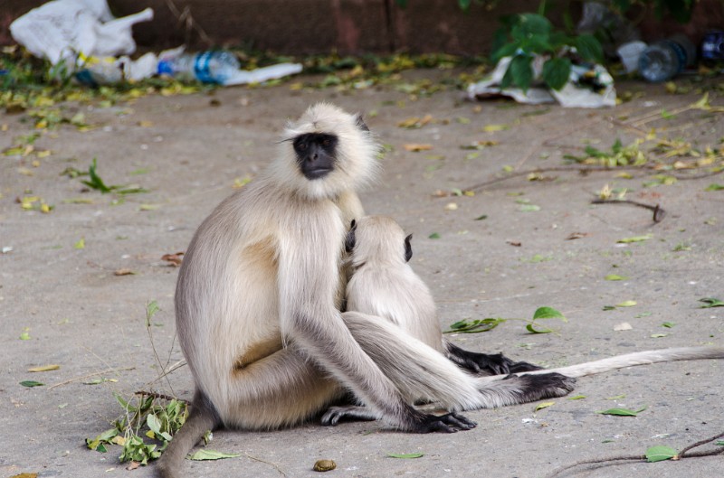 Indien_506.jpg - (C) Peter Graefling 2012