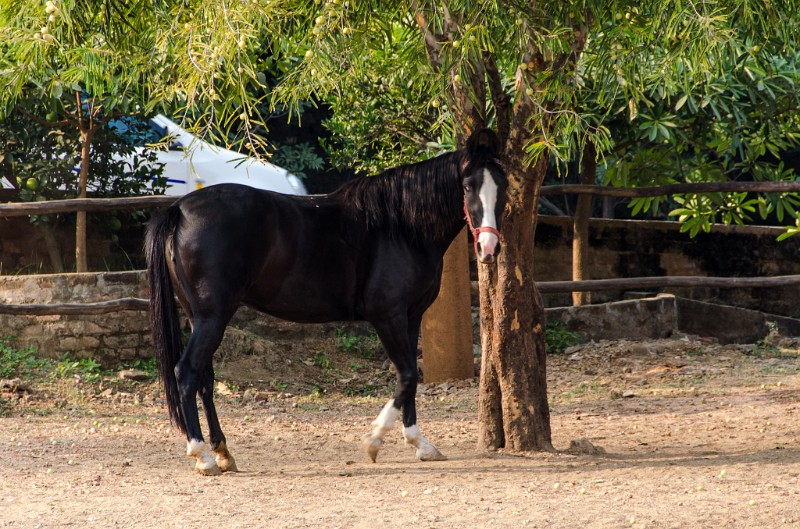 Indien_518.jpg - (C) Peter Graefling 2012