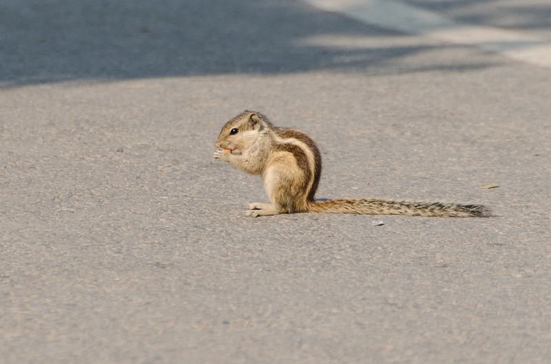 Indien_520.jpg - (C) Peter Graefling 2012