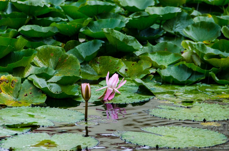 Indien_527.jpg - (C) Peter Graefling 2012