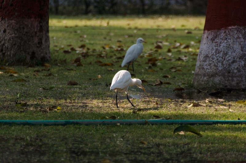 Indien_528.jpg - (C) Peter Graefling 2012