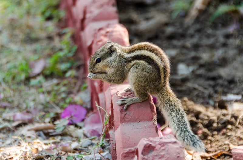 Indien_534.jpg - (C) Peter Graefling 2012