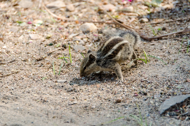 Indien_535.jpg - (C) Peter Graefling 2012