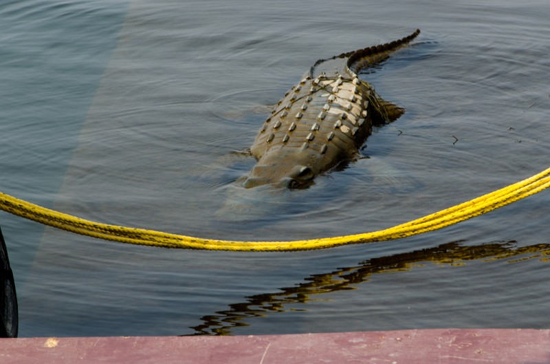 Indien_592.jpg - (C) Peter Graefling 2012