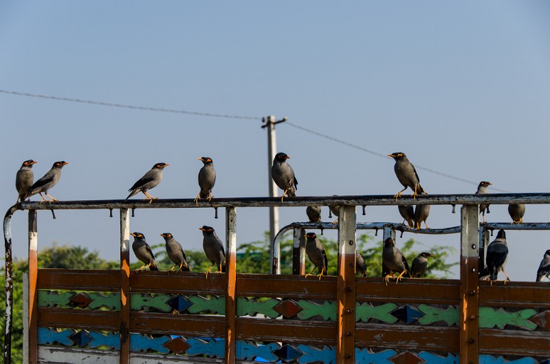 Indien_637.jpg - (C) Peter Graefling 2012