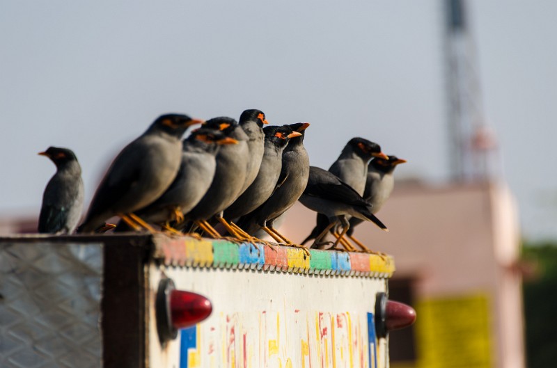 Indien_638.jpg - (C) Peter Graefling 2012