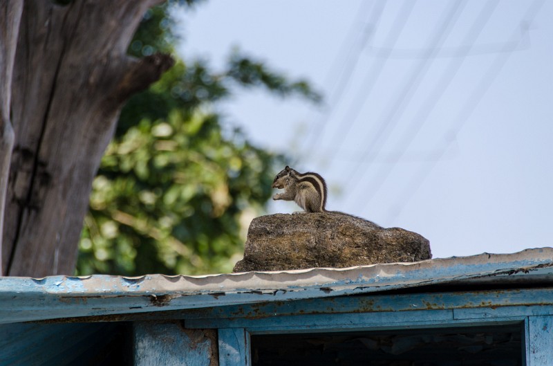 Indien_648.jpg - (C) Peter Graefling 2012