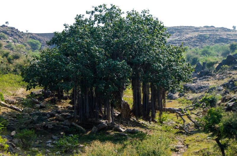 Indien_662.jpg - (C) Peter Graefling 2012